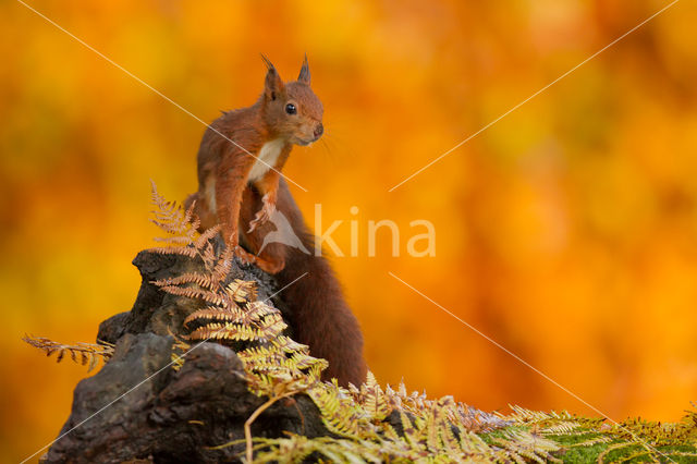 Red Squirrel (Sciurus vulgaris)