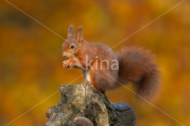 Eekhoorn (Sciurus vulgaris)