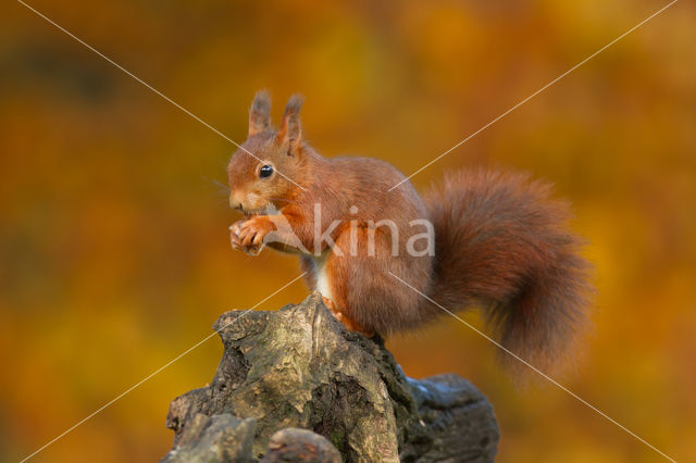 Red Squirrel (Sciurus vulgaris)