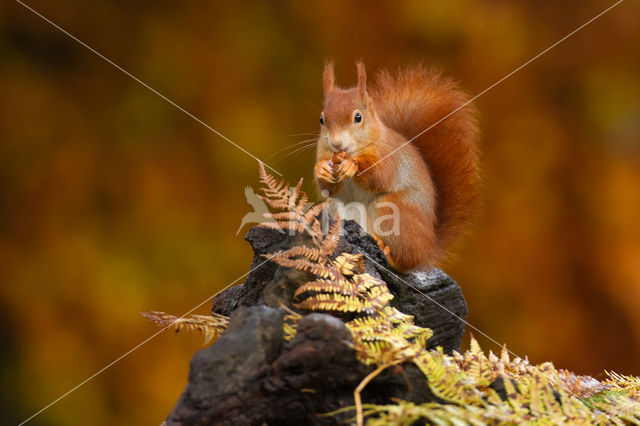 Red Squirrel (Sciurus vulgaris)