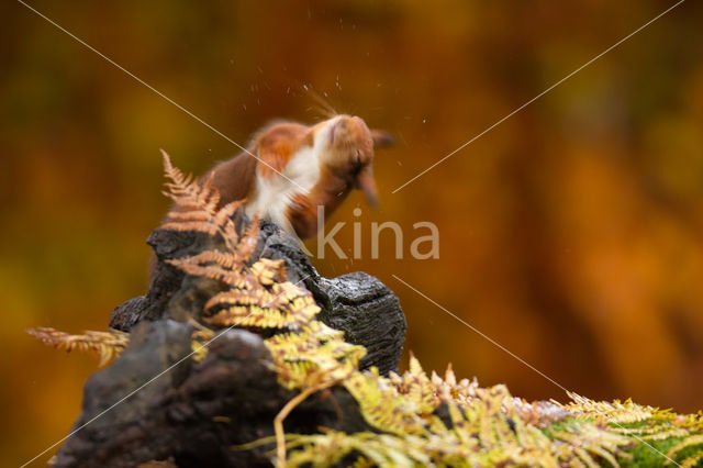 Red Squirrel (Sciurus vulgaris)