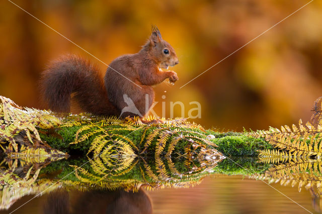 Red Squirrel (Sciurus vulgaris)