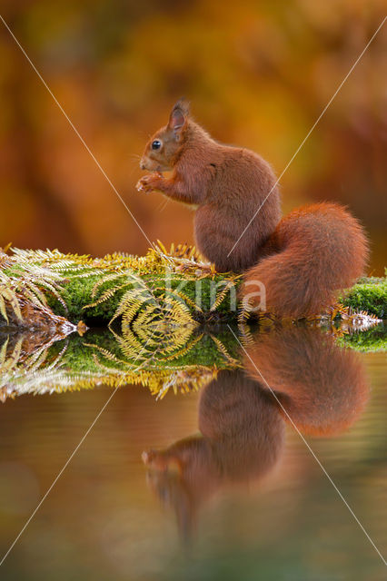 Red Squirrel (Sciurus vulgaris)