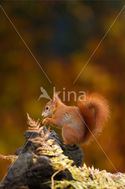 Eekhoorn (Sciurus vulgaris)