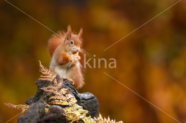 Red Squirrel (Sciurus vulgaris)