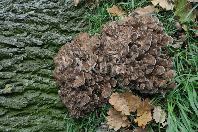 Hen of the woods (Grifola frondosa)