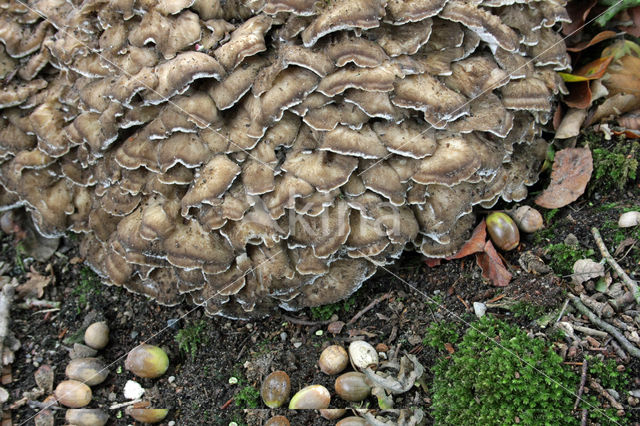 Hen of the woods (Grifola frondosa)