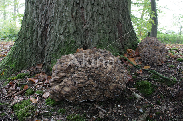 Hen of the woods (Grifola frondosa)