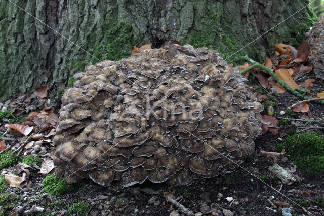 Hen of the woods (Grifola frondosa)