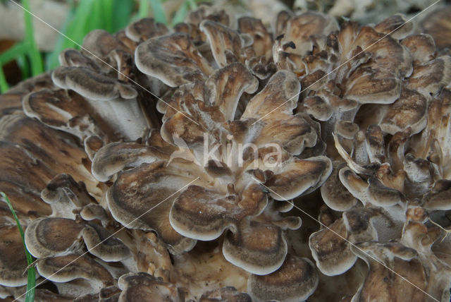 Hen of the woods (Grifola frondosa)