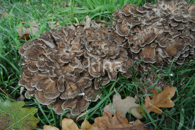 Hen of the woods (Grifola frondosa)