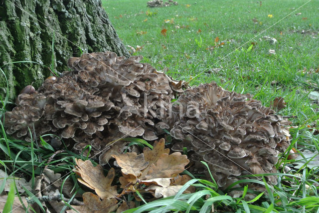 Hen of the woods (Grifola frondosa)