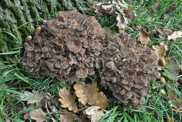 Hen of the woods (Grifola frondosa)