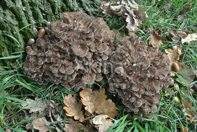 Eikhaas (Grifola frondosa)