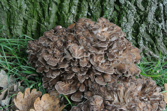 Hen of the woods (Grifola frondosa)