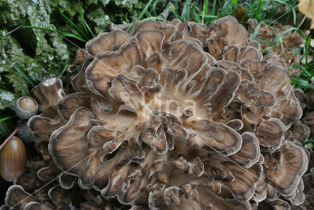 Hen of the woods (Grifola frondosa)