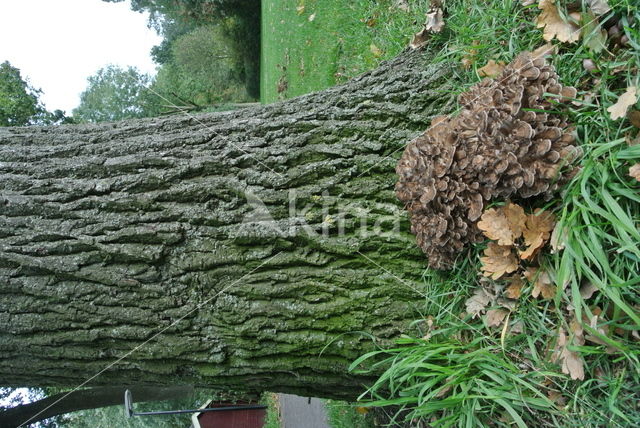 Hen of the woods (Grifola frondosa)