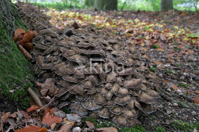 Eikhaas (Grifola frondosa)