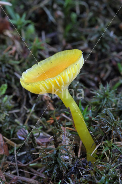 Butter Waxcap (Hygrocybe ceracea)