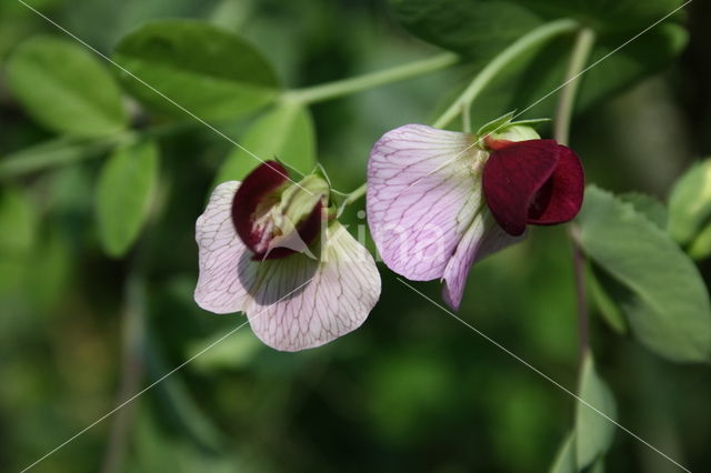 Garden pea