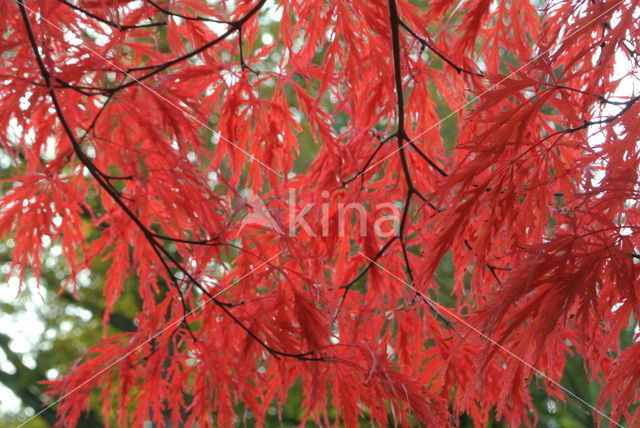 maple (Acer spec.)