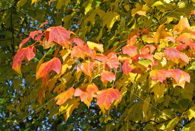 maple (Acer spec.)