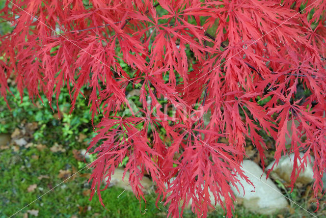 Esdoorn spec. (Acer spec.)