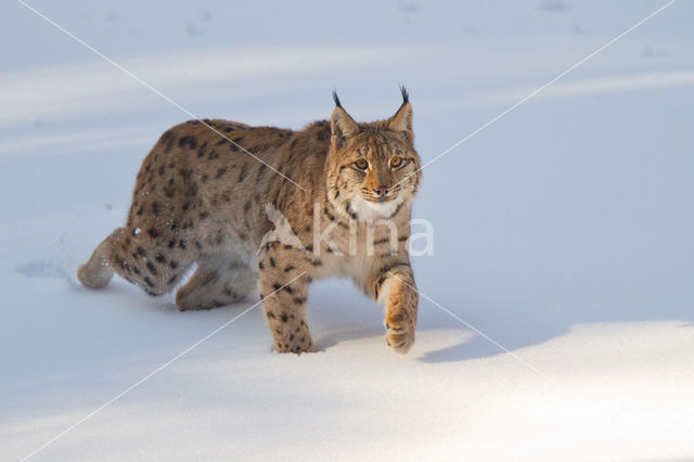 Euraziatische lynx (Lynx lynx)