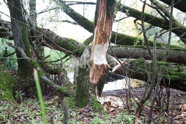 Europese bever (Castor fiber)