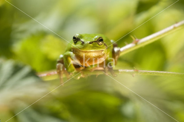 Europese boomkikker (Hyla arborea)