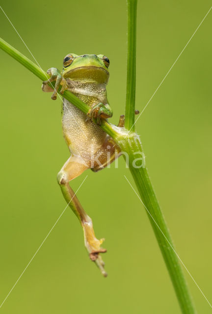 Europese boomkikker (Hyla arborea)