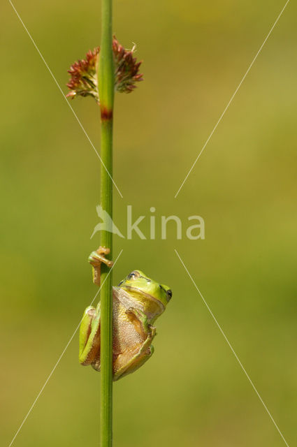 Europese boomkikker (Hyla arborea)