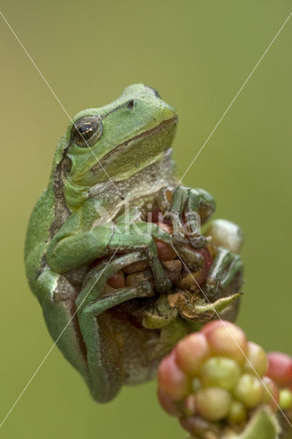 European Tree Frog (Hyla arborea)