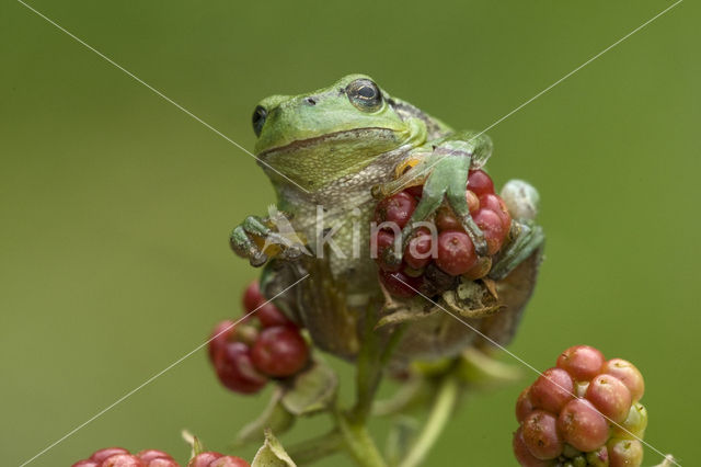 European Tree Frog (Hyla arborea)