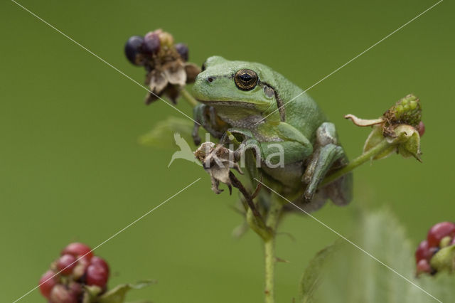 Europese boomkikker (Hyla arborea)