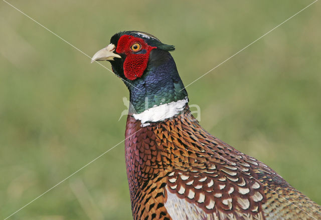 Ring-necked Pheasant (Phasianus colchicus)