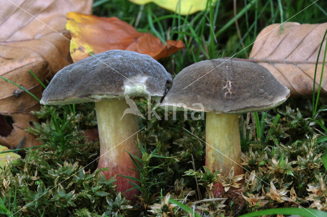 Downy Bolete (Boletus subtomentosus)