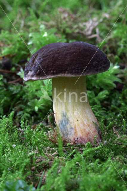 Downy Bolete (Boletus subtomentosus)