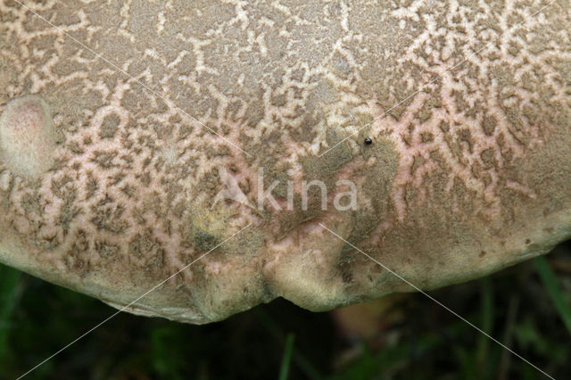 Fluweelboleet (Boletus subtomentosus)