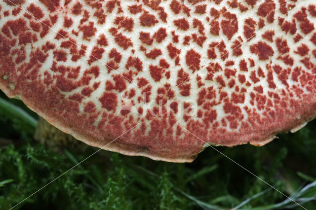 Fluweelboleet (Boletus subtomentosus)