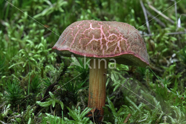 Fluweelboleet (Boletus subtomentosus)