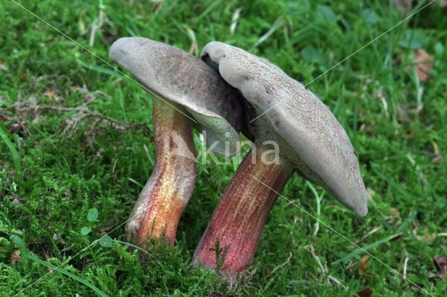 Downy Bolete (Boletus subtomentosus)