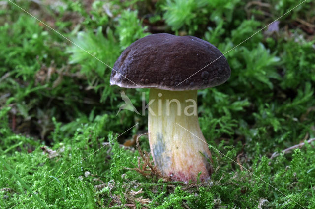 Downy Bolete (Boletus subtomentosus)