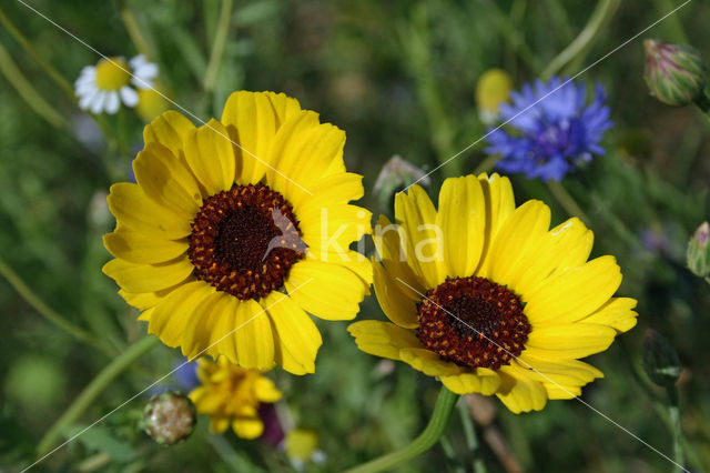 Chrysanthemum