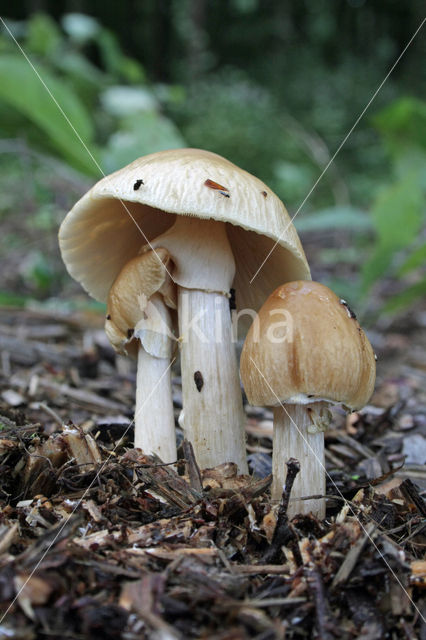 Geaderde leemhoed (Agrocybe rivulosa )