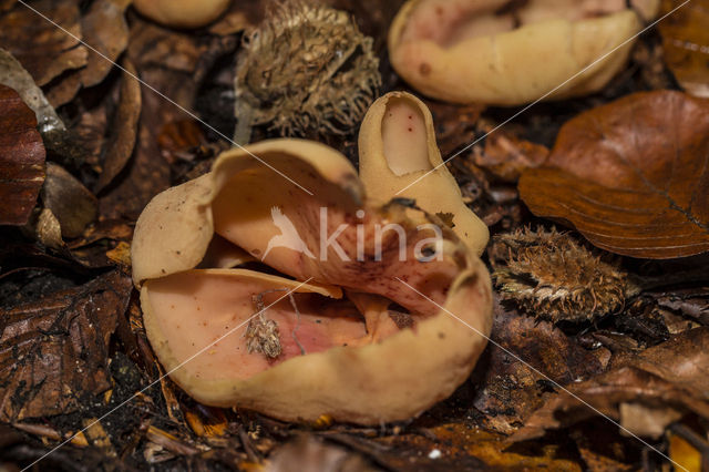 Geel varkensoor (Flavoscypha cantharellus)