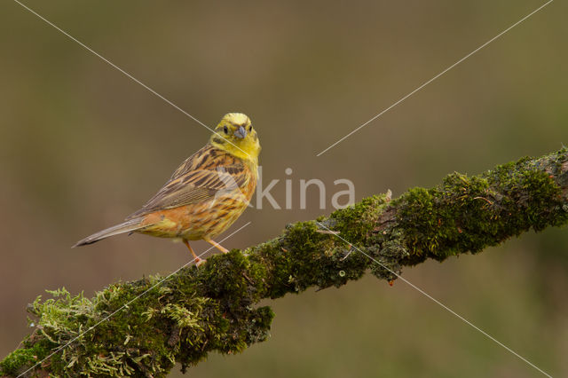 Geelgors (Emberiza citrinella)