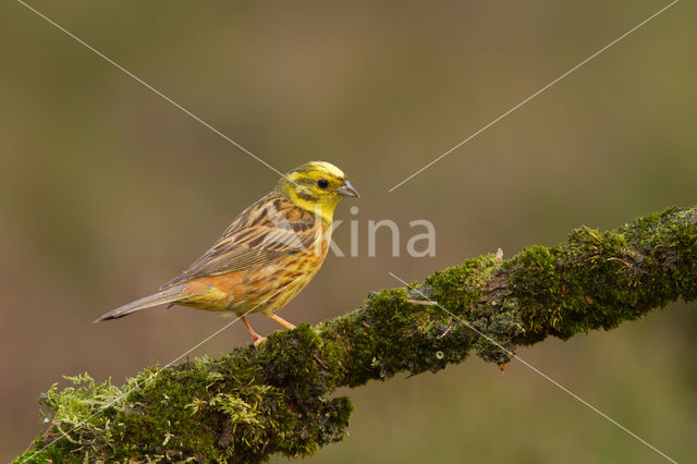 Geelgors (Emberiza citrinella)