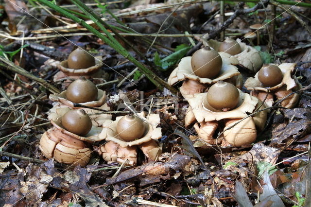 Collared Earthstar (Geastrum triplex)