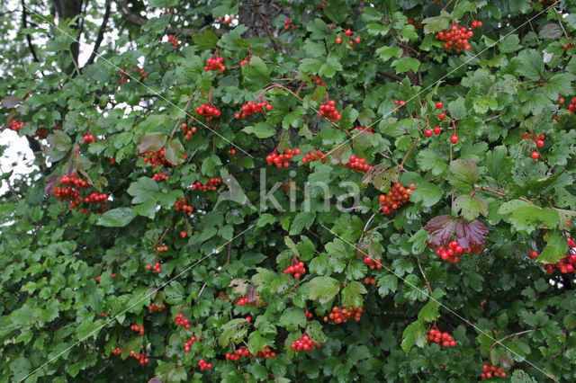 Gelderse roos (Viburnum opulus)